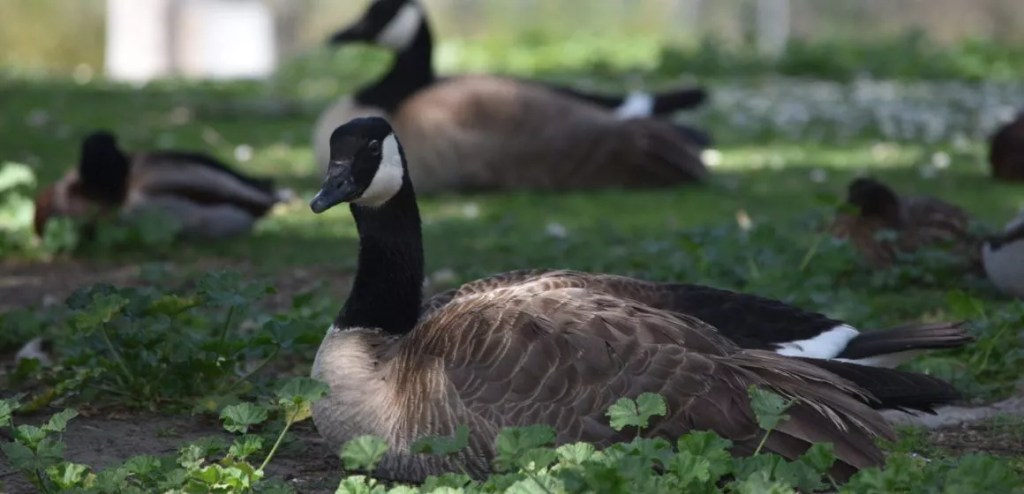 Going to Santa Clara’s Central Park? Watch where you&nbsp;step