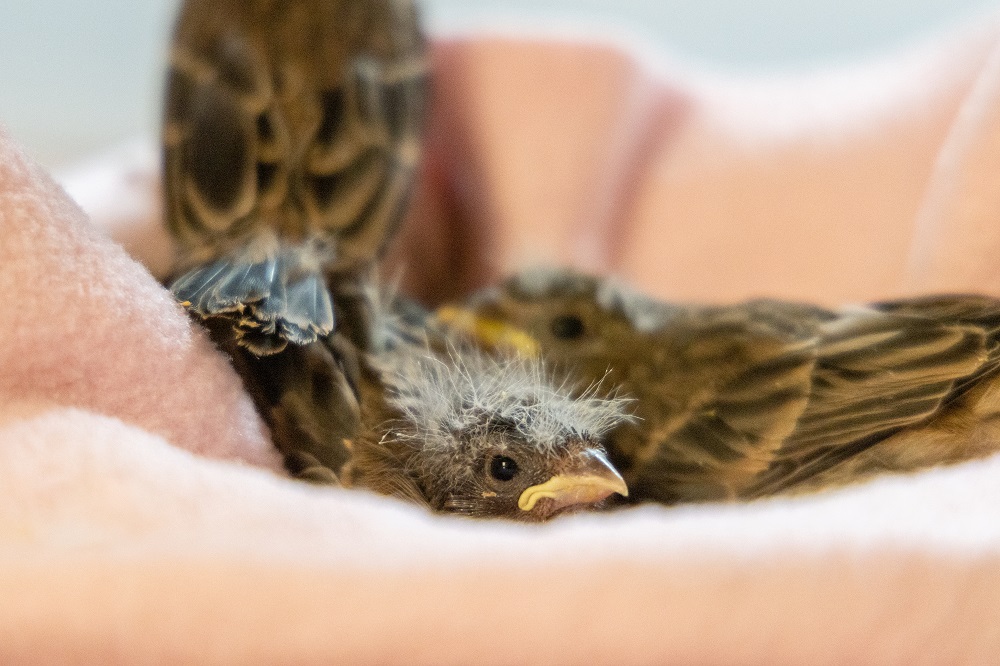 The call of the wild: From paralyzed seagulls to skunks caught in bear traps, Peninsula wildlife rescue workers have seen it&nbsp;all