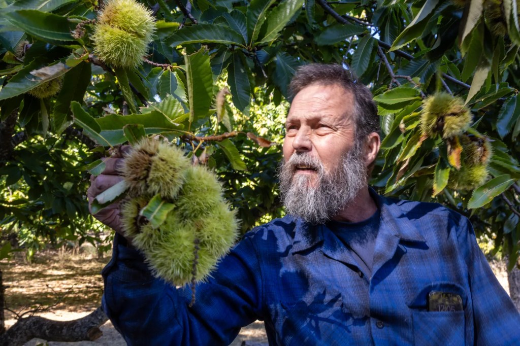 Bay Area: Who knew there were chestnut orchards right&nbsp;here?
