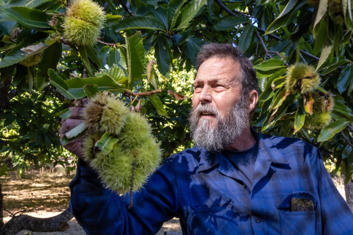 Bay Area: Who knew there were chestnut orchards right&nbsp;here?